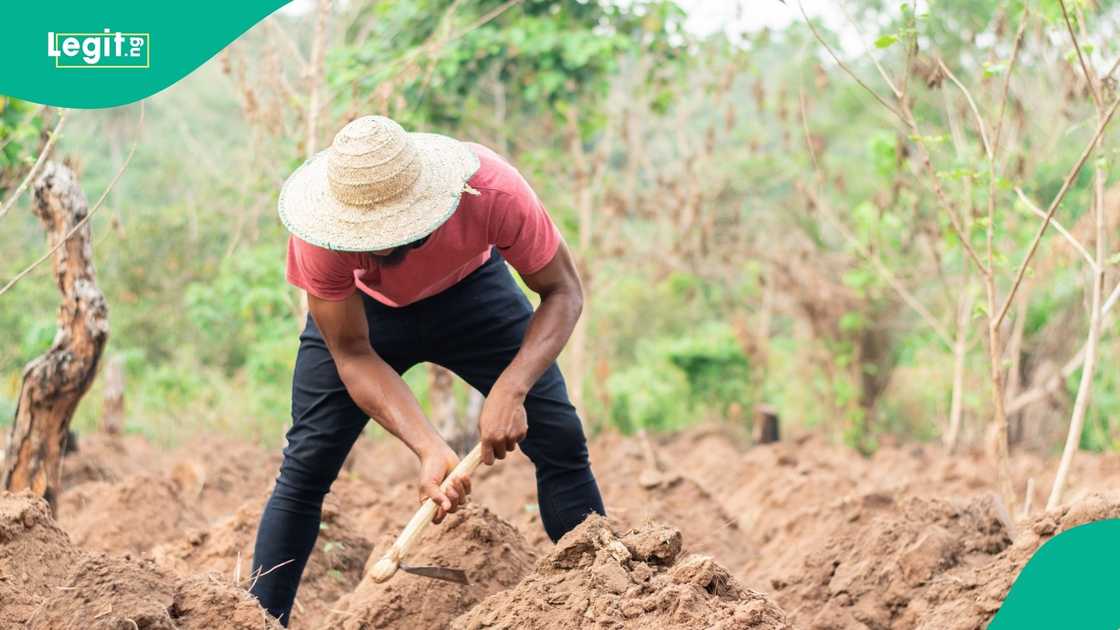 CBN Vows to Increase Loans to Farmers as Cardoso Unveils New ACGSF Board. The CBN says agriculture receives less than five percent of banks’ lending and aims to increase this share. Olayemi Cardoso inaugurated the new ACGSF board CBN Vows to Increase Loans to Farmers as Cardoso Unveils New ACGSF Board. The CBN says agriculture receives less than five percent of banks’ lending and aims to increase this share. Olayemi Cardoso inaugurated the new ACGSF board