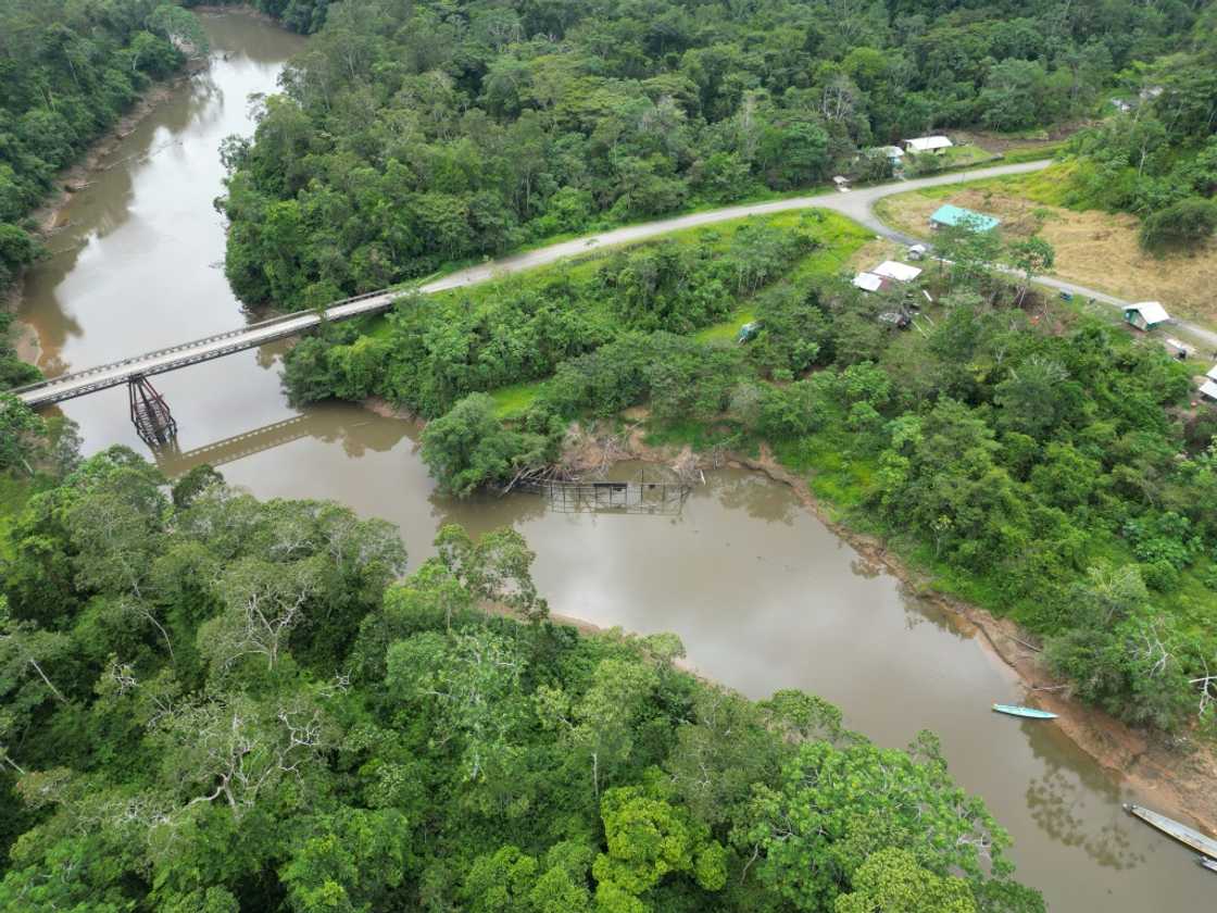 Yasuni National Park houses species of some 2,000 trees, 610 birds, 204 mammals, 150 amphibians and more than 120 reptiles, according to San Francisco University of Quito Yasuni National Park houses species of some 2,000 trees, 610 birds, 204 mammals, 150 amphibians and more than 120 reptiles, according to San Francisco University of Quito