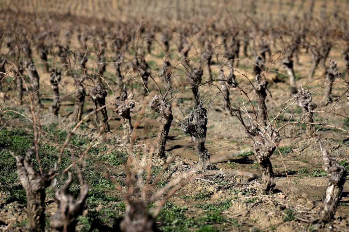 The OIV said production had been hit environmental extremes The OIV said production had been hit environmental extremes