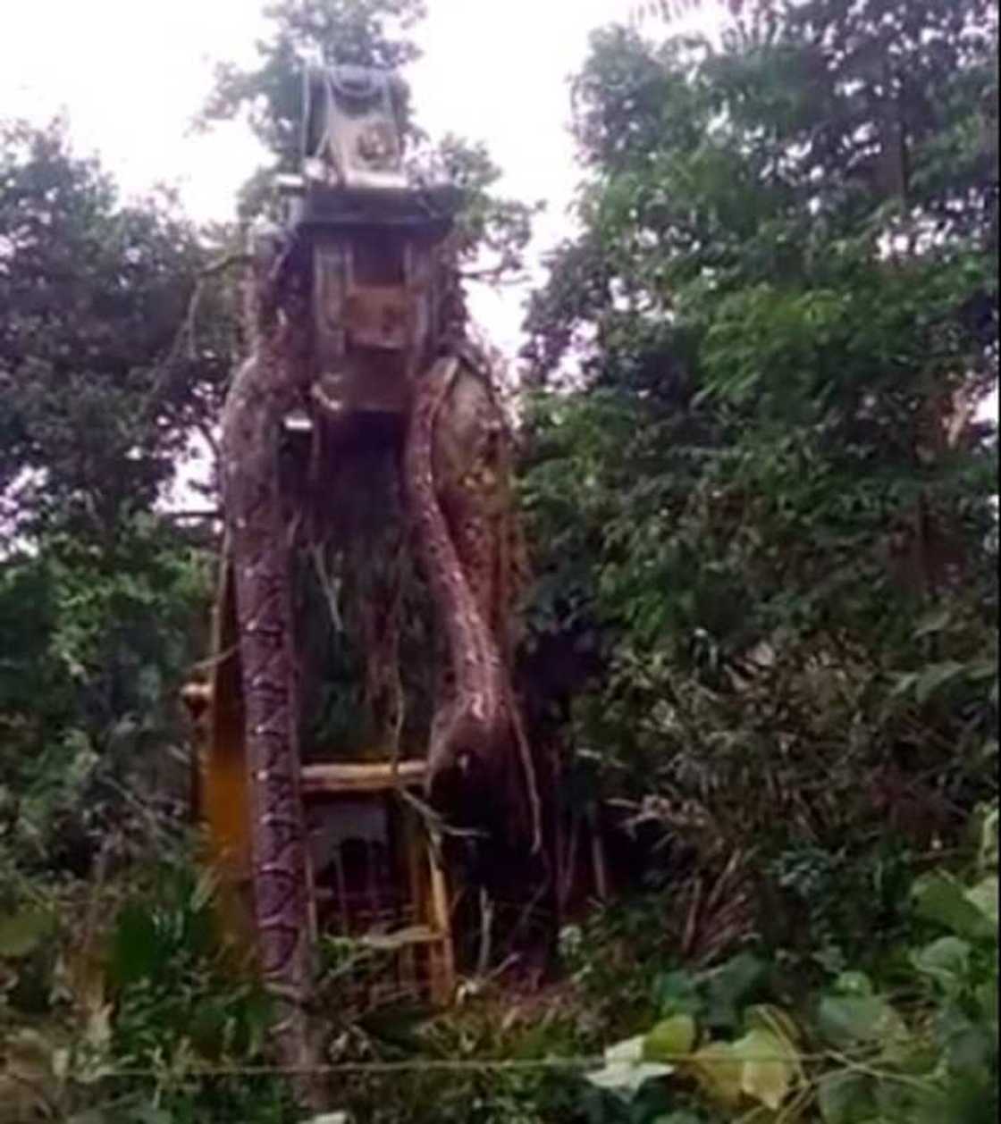 Bidiyo da hotunan maciji mafi girma da aka taba gani a duniya Bidiyo da hotunan maciji mafi girma da aka taba gani a duniya