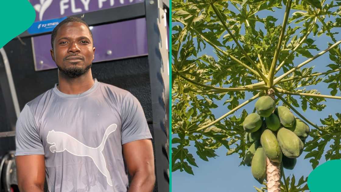 Nigerian wildlife expert speaks on traditional plants to repel snakes after nanyah's death