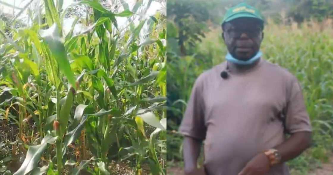 US professor relocates to Ghana to be maize farmer after 30 years abroad US professor relocates to Ghana to be maize farmer after 30 years abroad