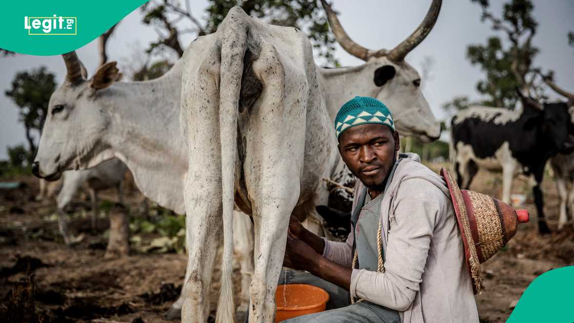 'Yan bindiga sun sace shanu akalla 365 a harin da suka kai garuruwan Fulani a Kaduna. 'Yan bindiga sun sace shanu akalla 365 a harin da suka kai garuruwan Fulani a Kaduna.