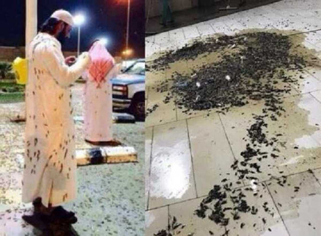 Saudiyya: Wasu mayun fari sun mamaye garin Makkah, hotuna Saudiyya: Wasu mayun fari sun mamaye garin Makkah, hotuna