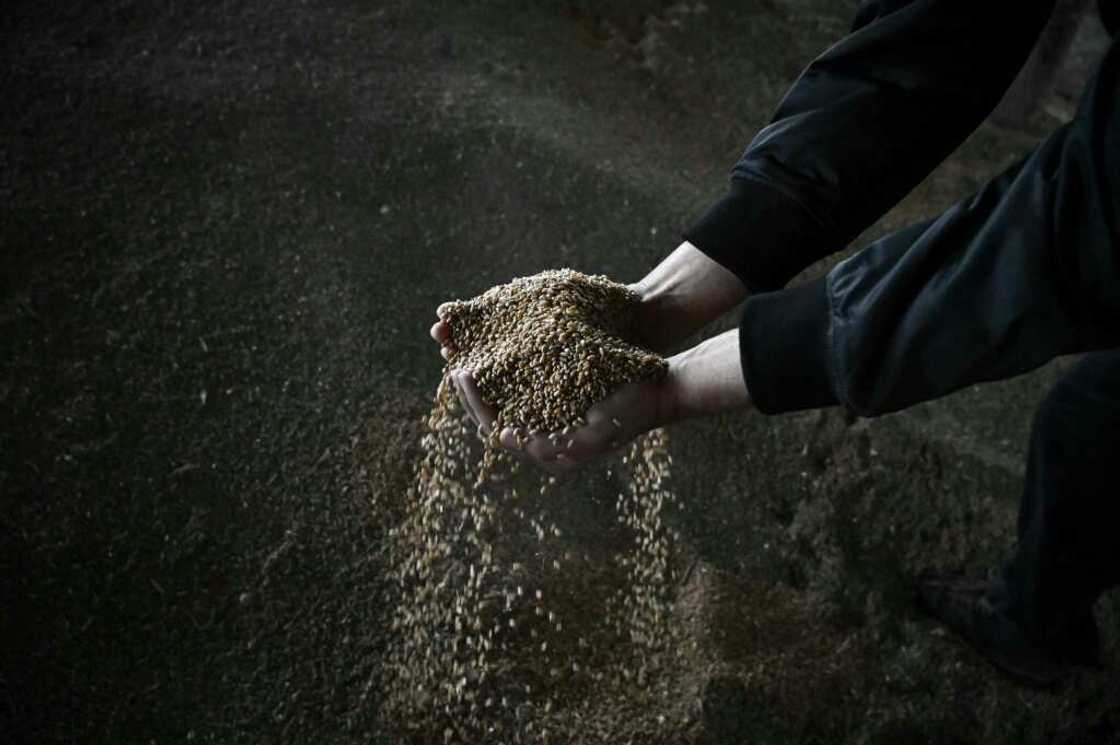 Following protests, authorities in Bulgaria, Hungary, Poland and Slovakia announced over the past week that they would temporarily ban Ukrainian grains Following protests, authorities in Bulgaria, Hungary, Poland and Slovakia announced over the past week that they would temporarily ban Ukrainian grains