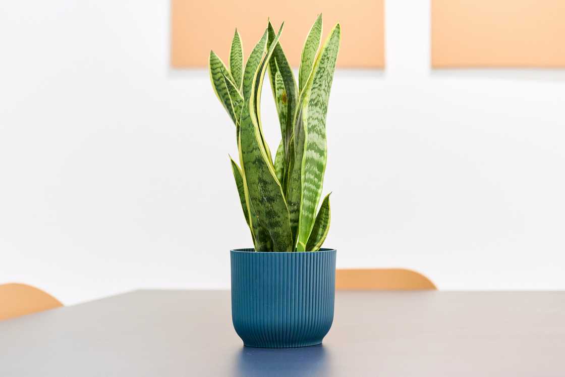 A green potted plant blooms placed on the table