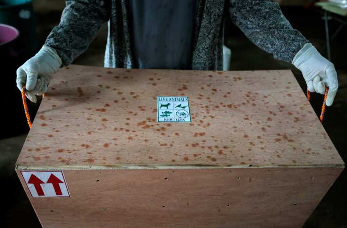 From Nicaragua to Miami in a box From Nicaragua to Miami in a box