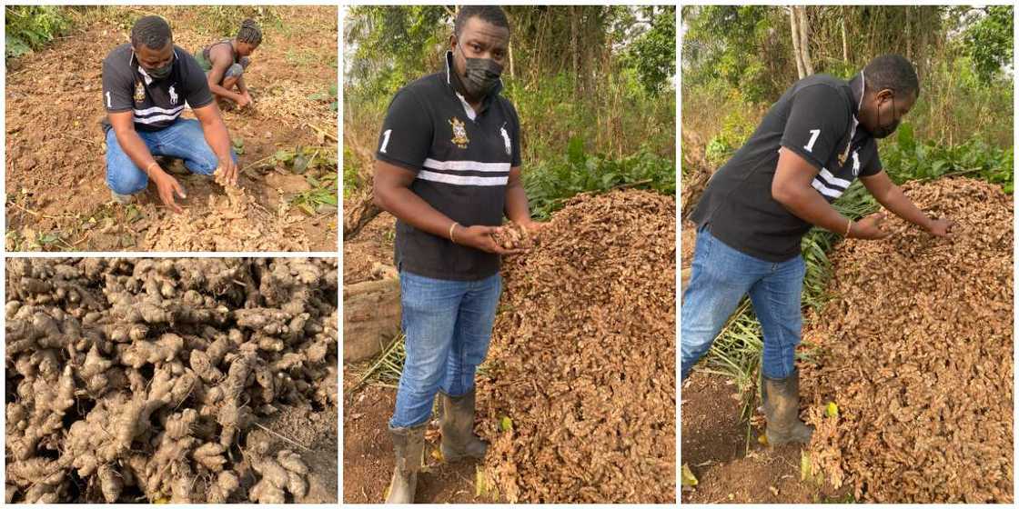 Handsome Nigerian actor shows off his farm produce, many say he makes them want to go into farming Handsome Nigerian actor shows off his farm produce, many say he makes them want to go into farming