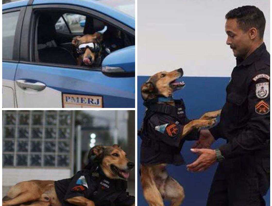 Kofur Oliveira na Brazil Kofur Oliveira na Brazil