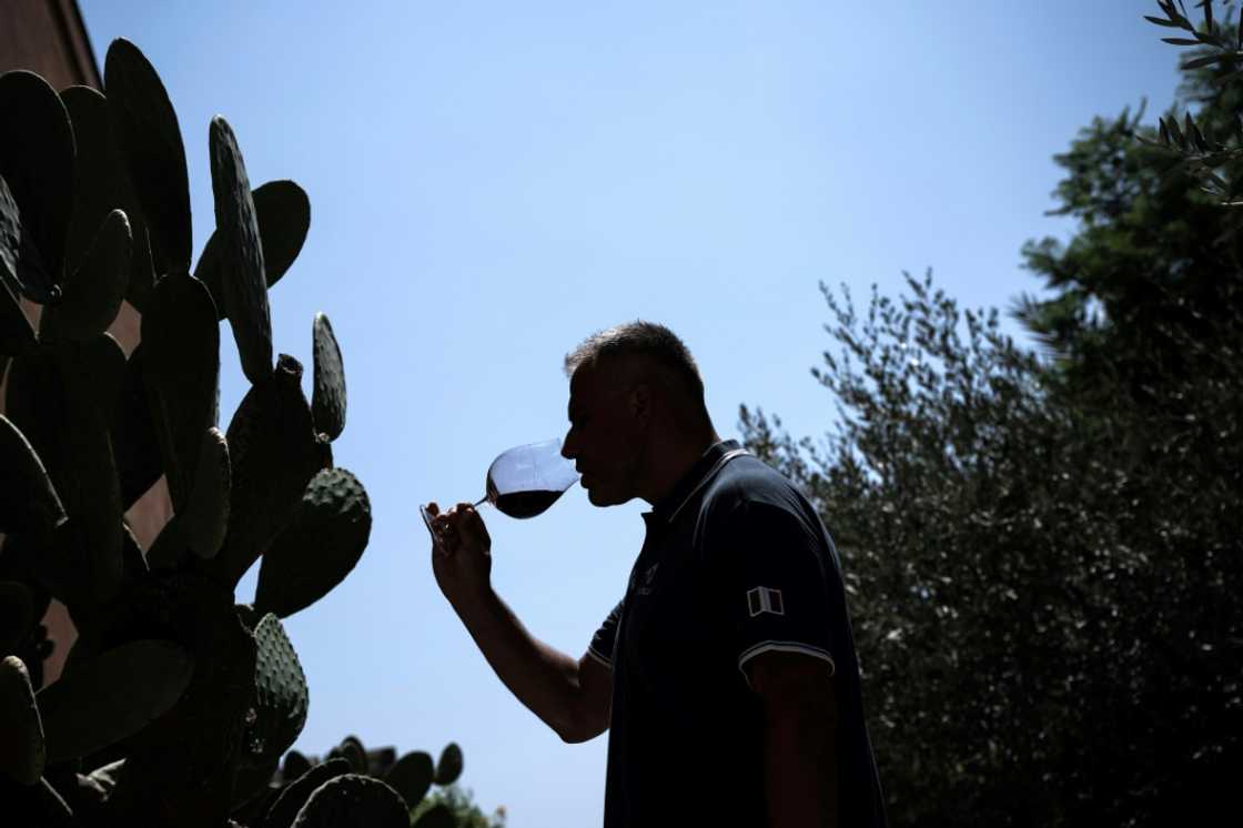 Antonino Santoro, oenologist and technical director of Donna Fugata vinery smells a glass of red wine during the harvest of merlot grapes in Contessa Entellina