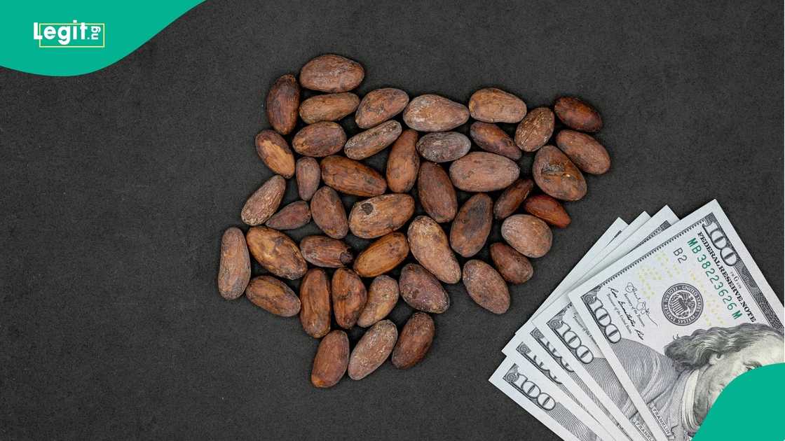 Cocoa seeds and dollar notes Cocoa seeds and dollar notes