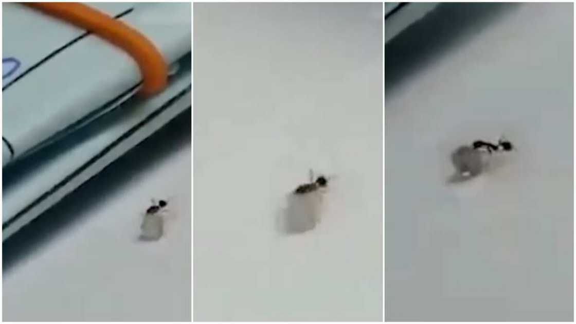 The ant seems passionate about the task. The ant seems passionate about the task.