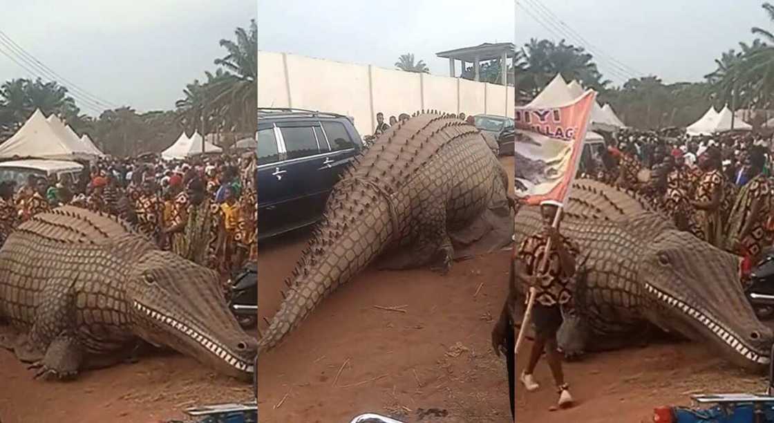 Photos of a Nigerian crocodile masquerade parading the streets. Photos of a Nigerian crocodile masquerade parading the streets.
