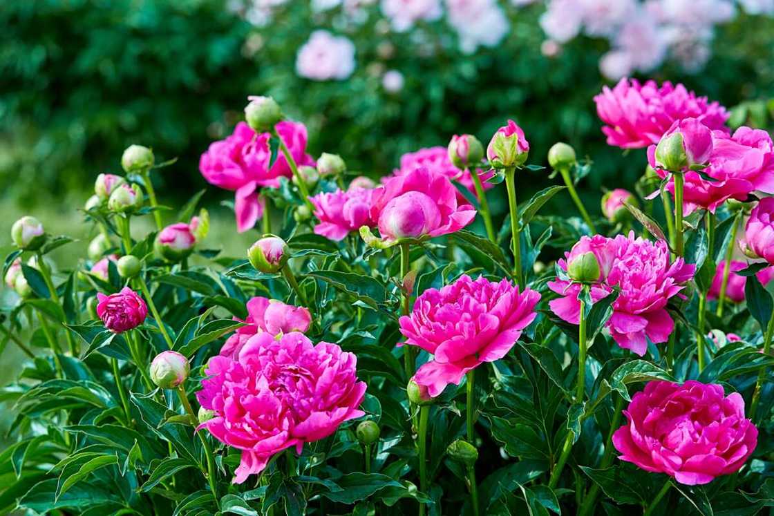 Pink and purple peonies in a garden Pink and purple peonies in a garden