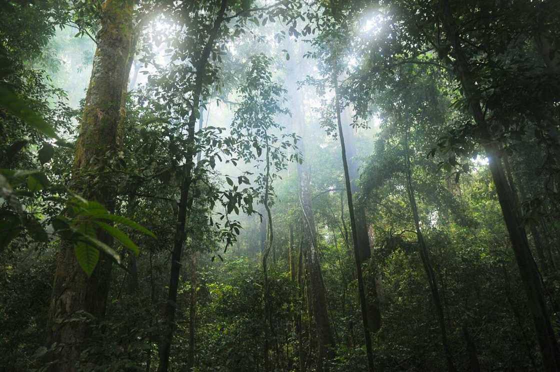 vegetation belt in nigeria