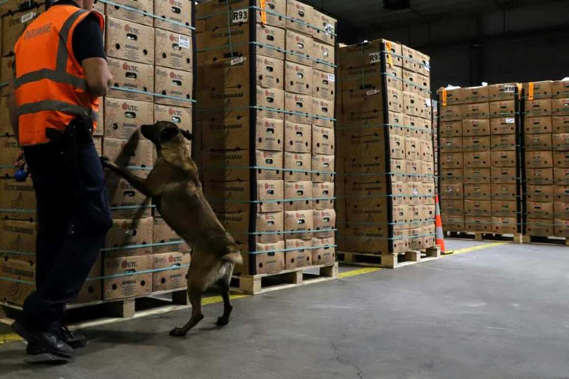 Belgian customs agents estimate they only seize around a tenth of hundreds of tonnes of cocaine arriving each year Belgian customs agents estimate they only seize around a tenth of hundreds of tonnes of cocaine arriving each year