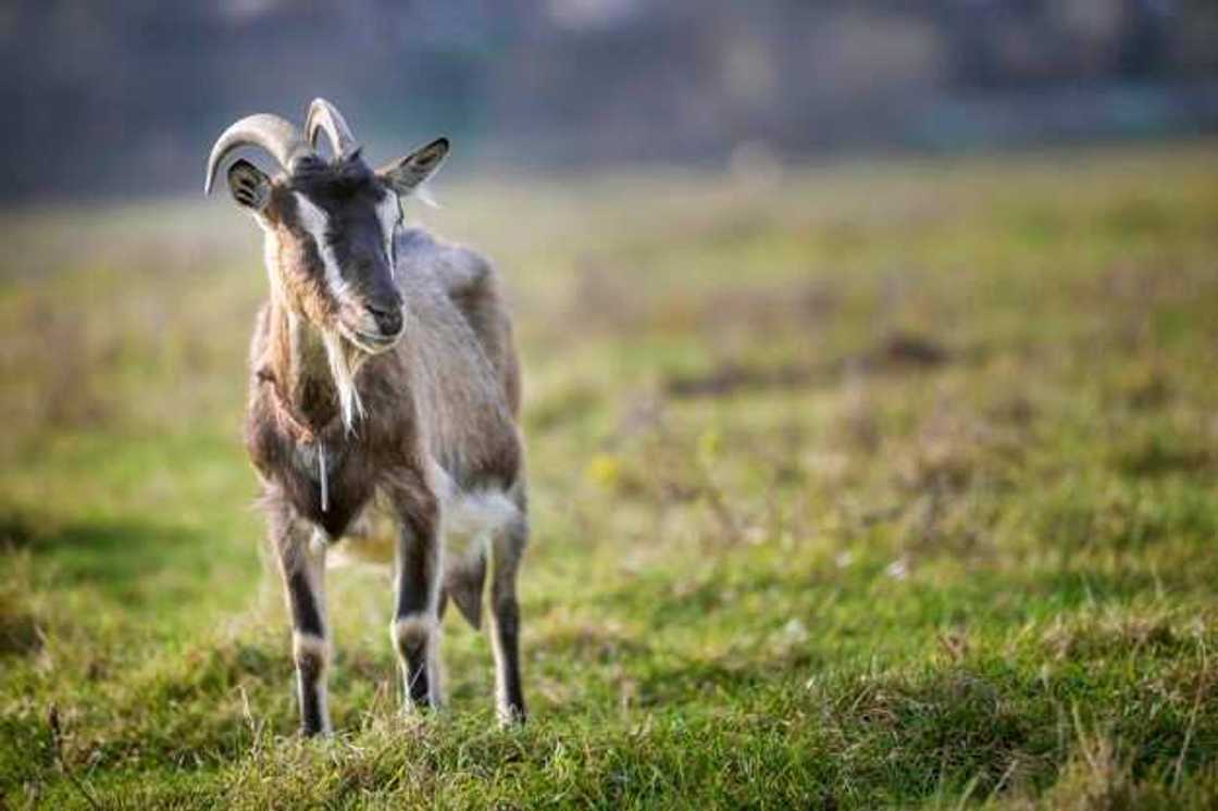 Gwanda da Akuya ‘sun kamu’ da COVID-19 a Tanzania Gwanda da Akuya ‘sun kamu’ da COVID-19 a Tanzania