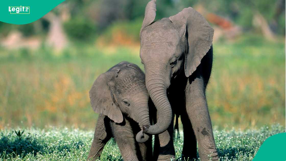 Porous border enables banned pesticides to enter Kenya, threatening wildlife survival. Porous border enables banned pesticides to enter Kenya, threatening wildlife survival.