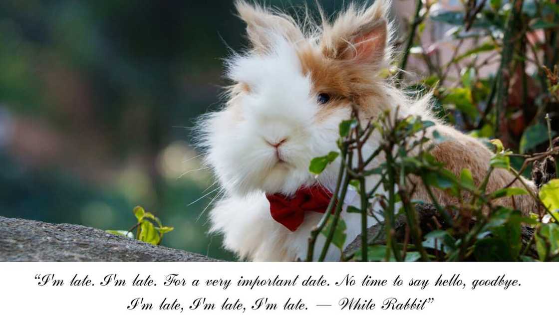 White Rabbit Alice in Wonderland quotes White Rabbit Alice in Wonderland quotes