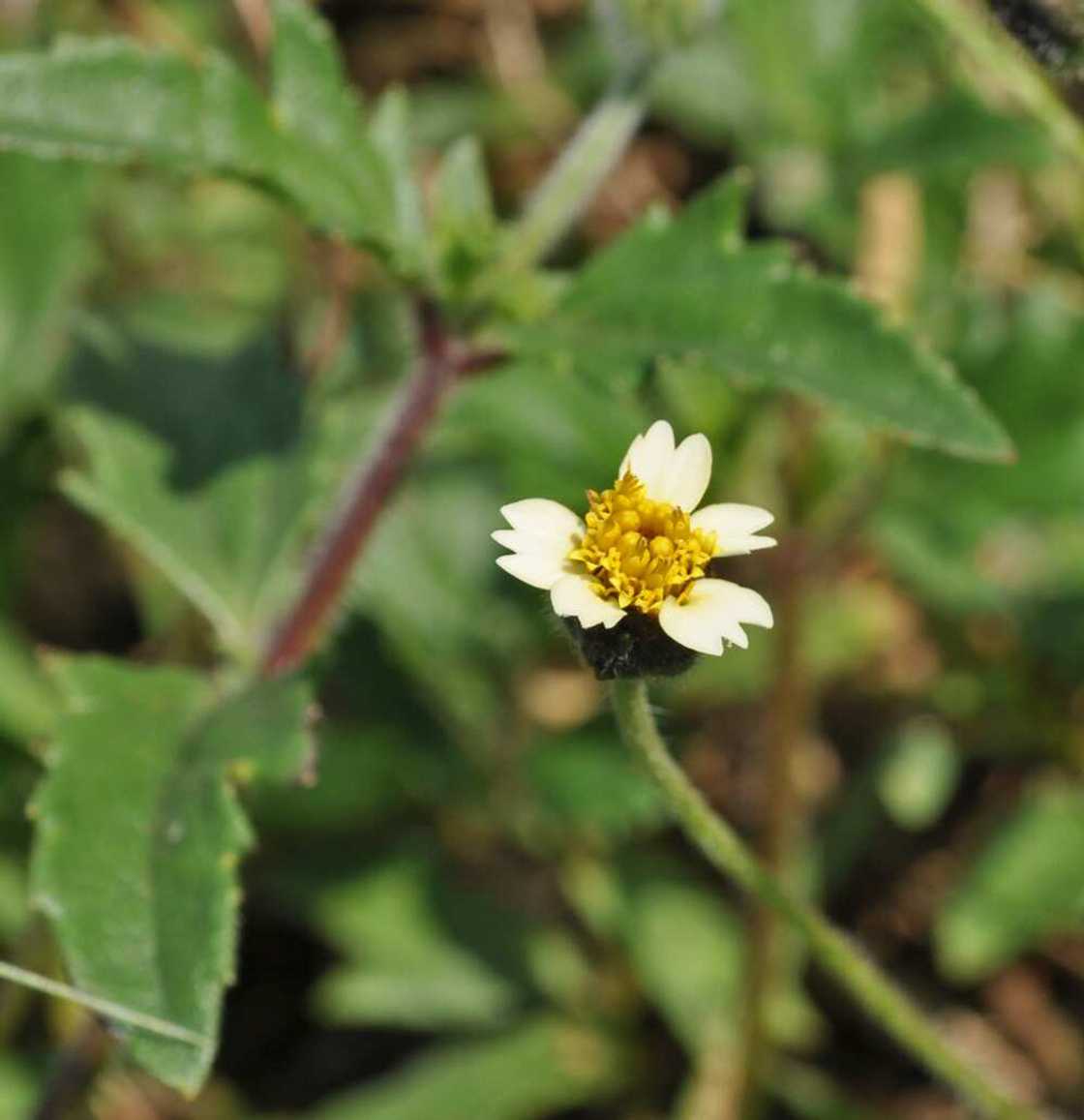 Tridax procumbens Tridax procumbens