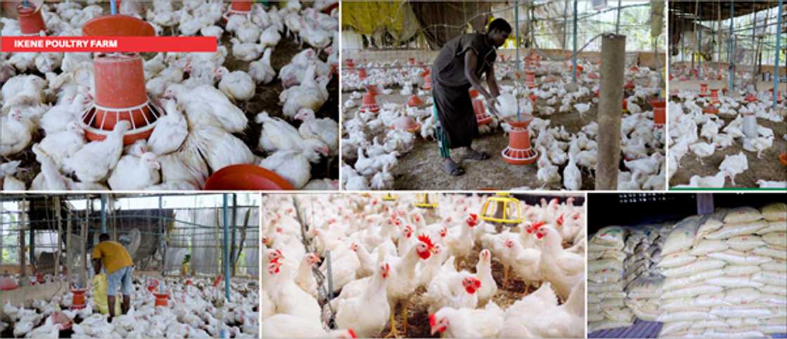 Youth employment increases as agriculture becomes a profitable career path Youth employment increases as agriculture becomes a profitable career path