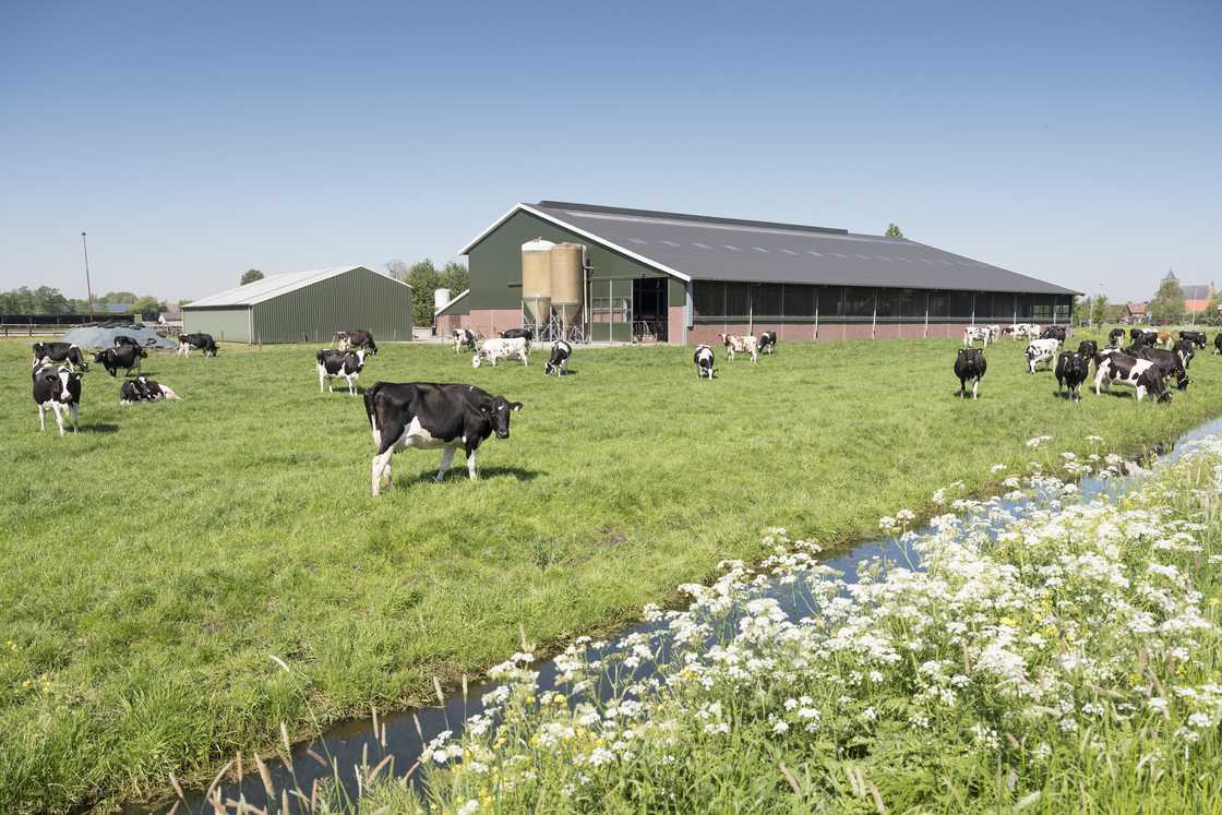 Cows in dutch meadow on sunny summer day