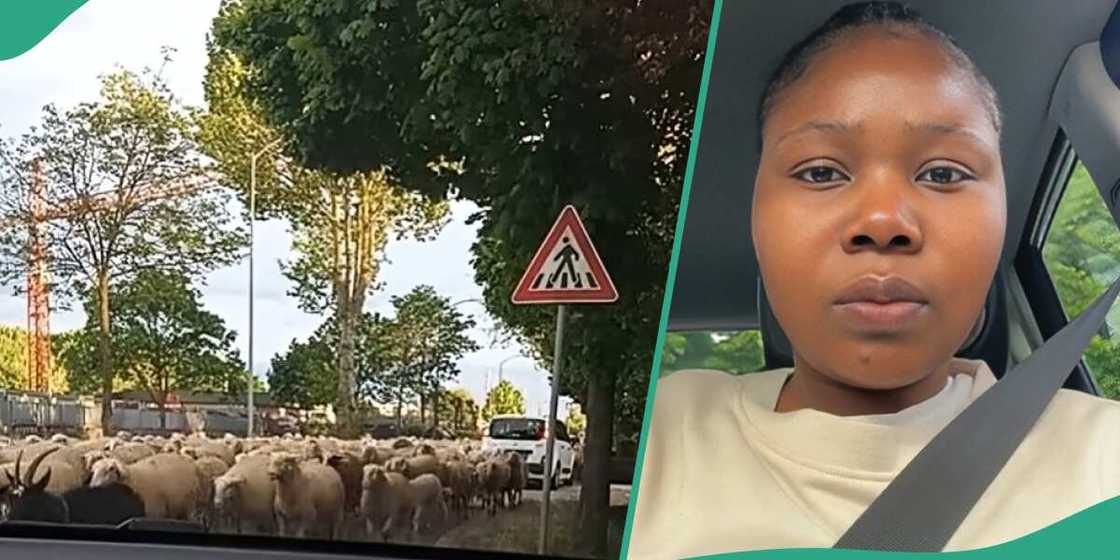 Nigerian lady sees animal being tendered on the street of Europe