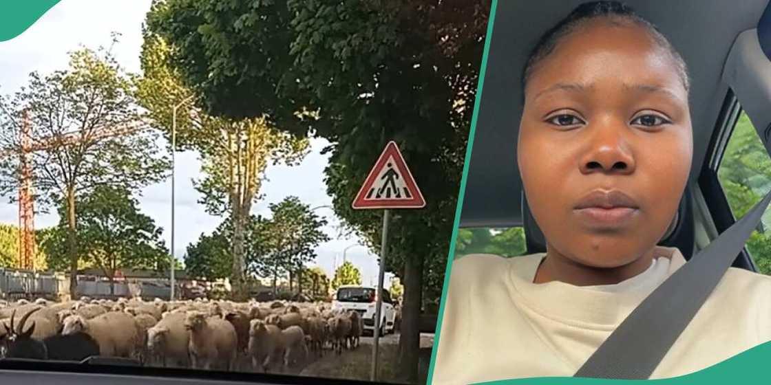 Nigerian lady sees animal being tendered on the street of Europe Nigerian lady sees animal being tendered on the street of Europe