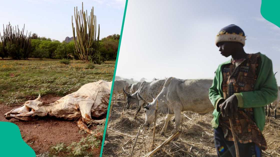 A new attack in Plateau state claims the life of a 13-year-old herder along with his cattle.