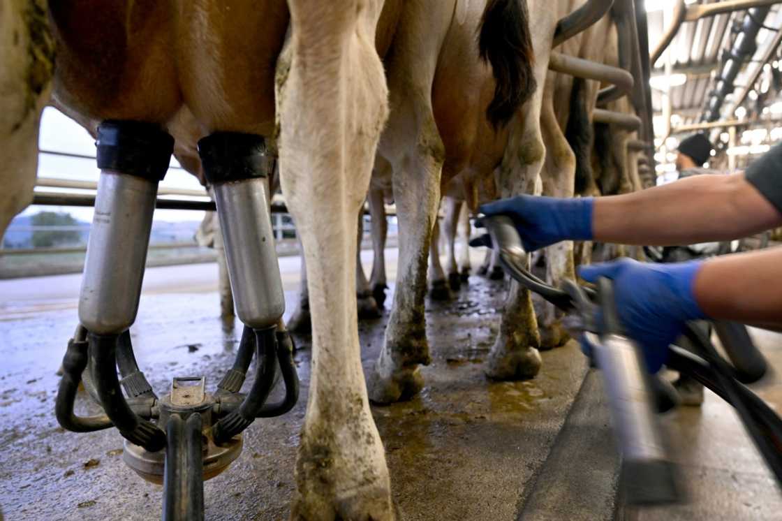 While New Zealand consumers are feeling the dairy price pinch, the overall economy is benefiting as exporters cream off larger profits from sales overseas. While New Zealand consumers are feeling the dairy price pinch, the overall economy is benefiting as exporters cream off larger profits from sales overseas.