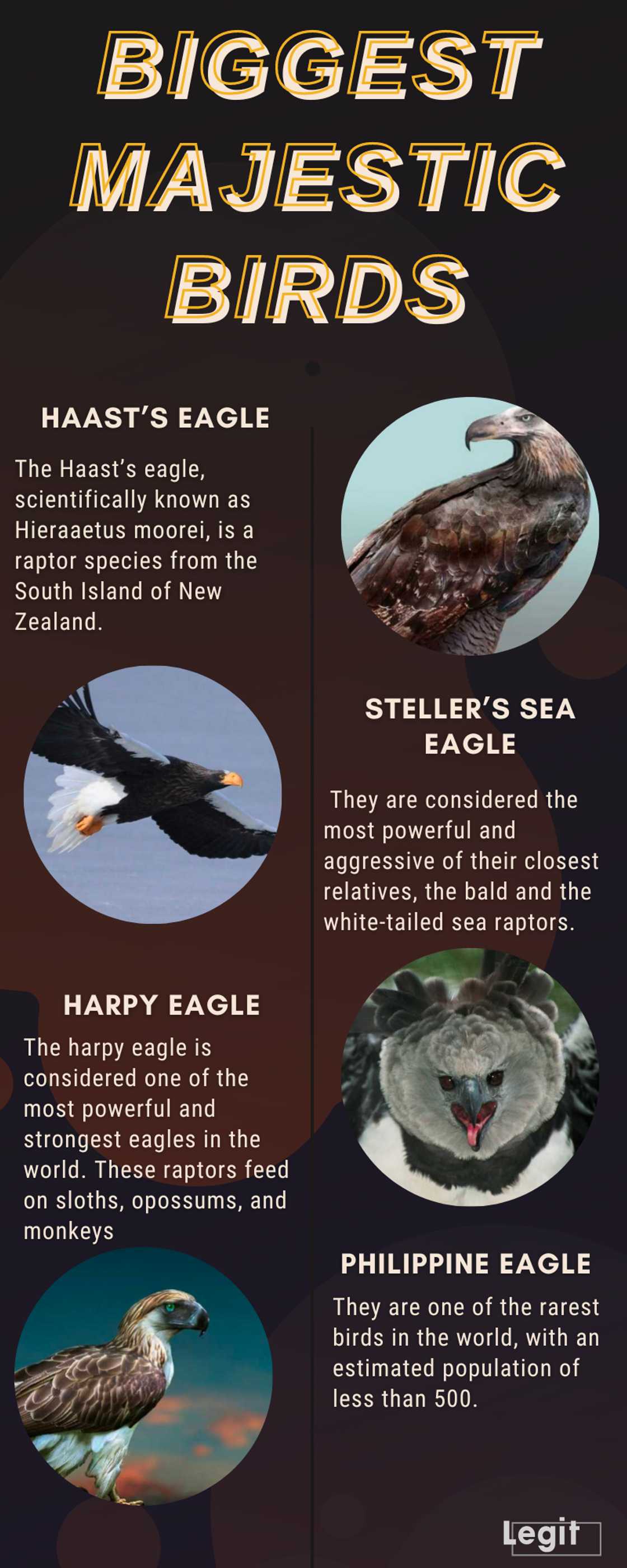 Top 10 world's largest eagles