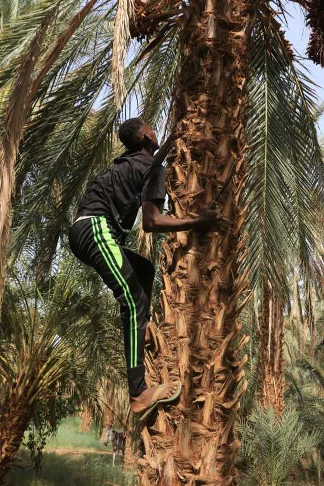 Sudan is the world's seventh-largest producer of dates, growing more than 460,000 tonnes per year, according to the United Nations Sudan is the world's seventh-largest producer of dates, growing more than 460,000 tonnes per year, according to the United Nations