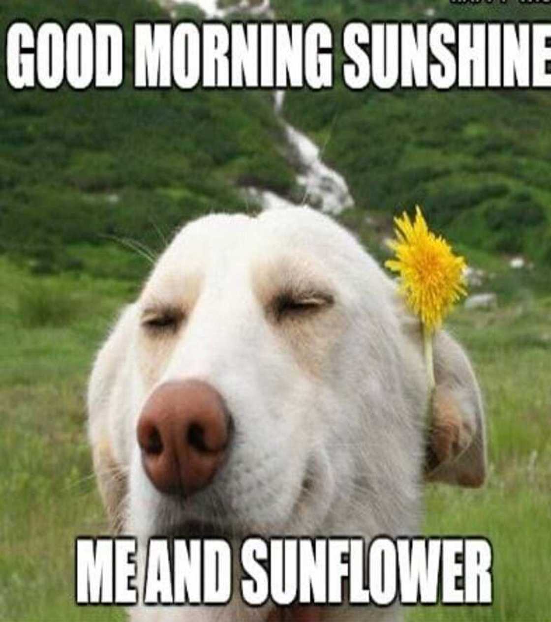 Funny good morning memes Funny good morning memes