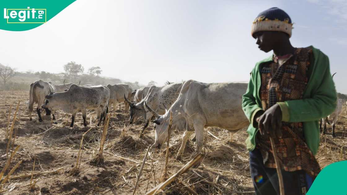 In an unfortunate event in Koroko, Kwali Area Council, 42 cows were found dead after grazing on Tuesday.