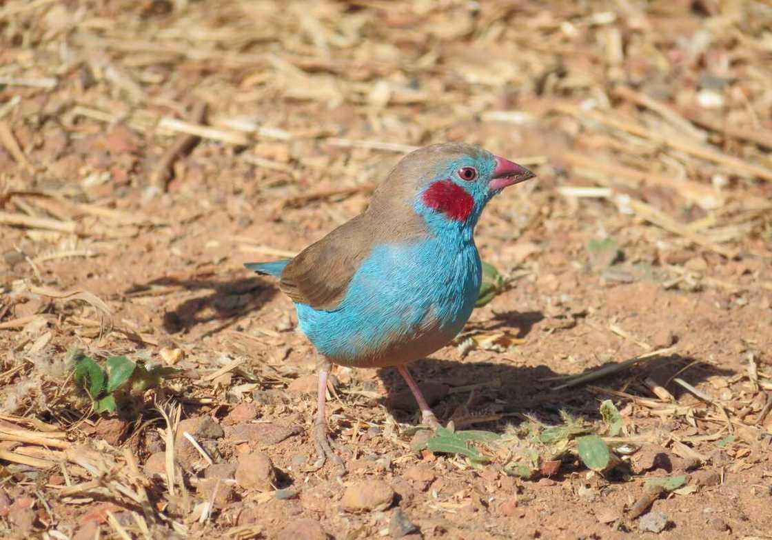 Red-cheeked cordon-bleu Red-cheeked cordon-bleu