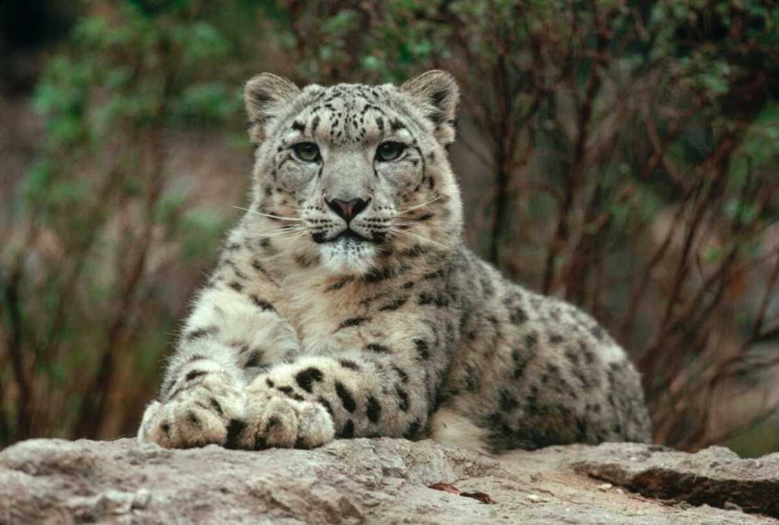 animal le plus beau du monde animal le plus beau du monde