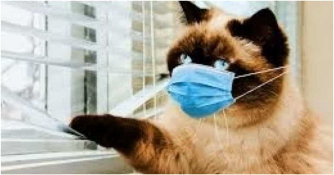 Man working from home files HR complaint against his cat for violating workplace policies Man working from home files HR complaint against his cat for violating workplace policies