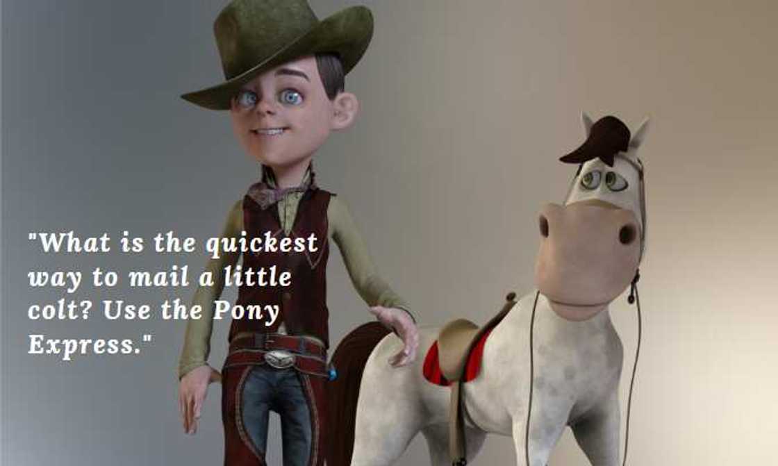 horse memes horse memes