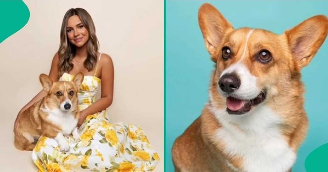 Lady displays moment her dog enjoyed a first-class flight experience. Lady displays moment her dog enjoyed a first-class flight experience.
