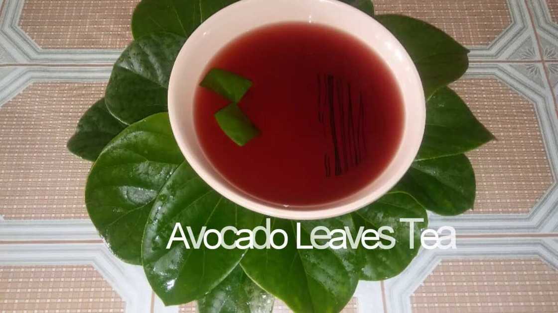 Avocado Leaves Tea Avocado Leaves Tea