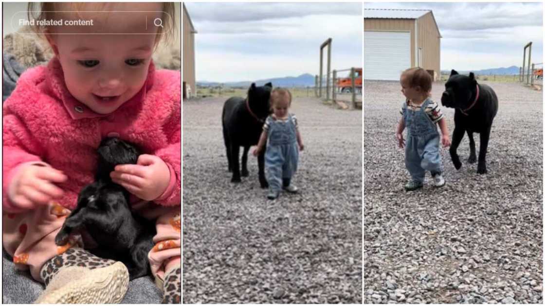 Big Cane Carso dog/Pet and baby. Big Cane Carso dog/Pet and baby.