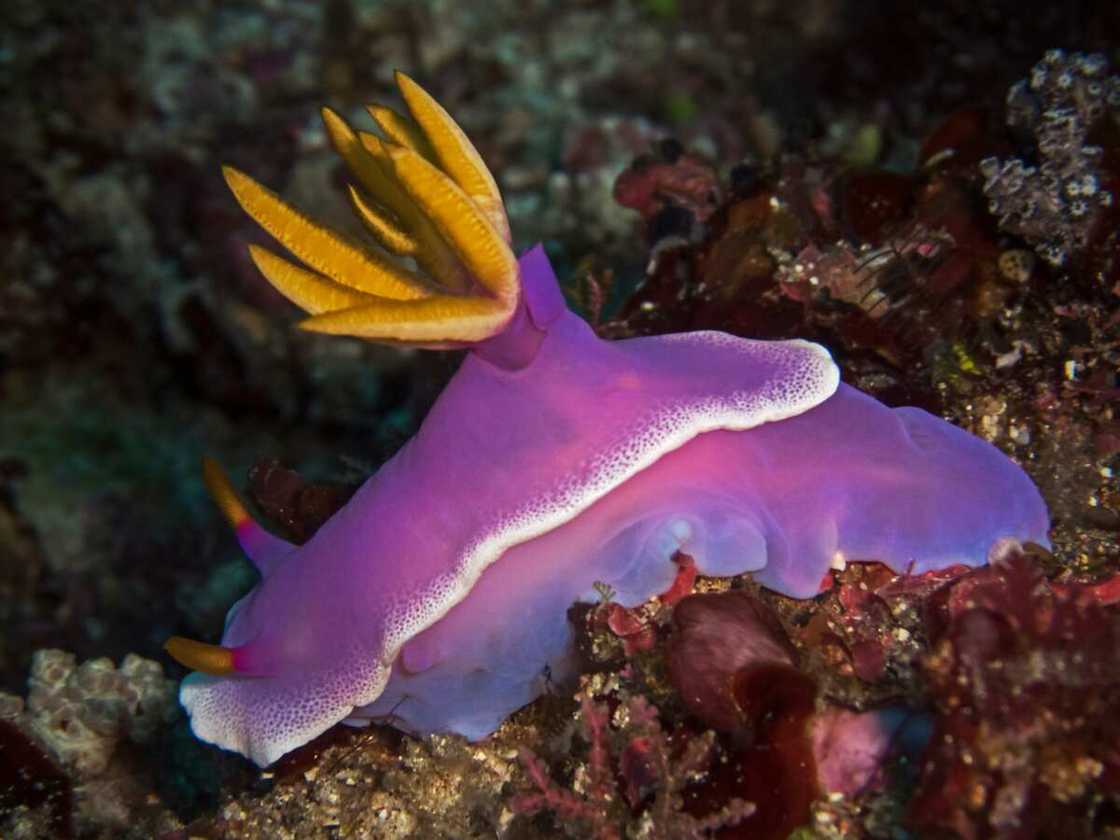 Hypselodoris bullocki in the deep ocean Hypselodoris bullocki in the deep ocean