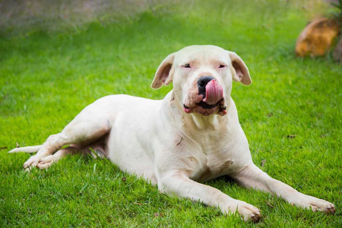 Dogo Argentino on green lawn