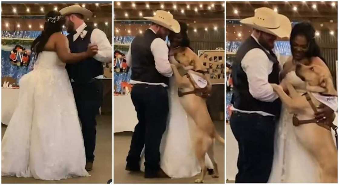 Nice dog named Ghost joins its owners to dance at their wedding. Nice dog named Ghost joins its owners to dance at their wedding.