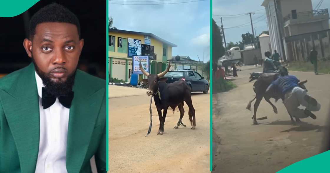 Comedian AY weighs in on the viral video of a photographer confronting a aggressive cow alone in Ogun State. Comedian AY weighs in on the viral video of a photographer confronting a aggressive cow alone in Ogun State.