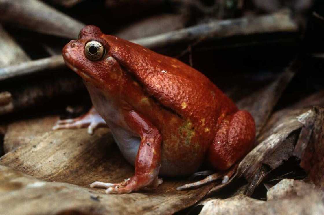 Tomato frog Tomato frog