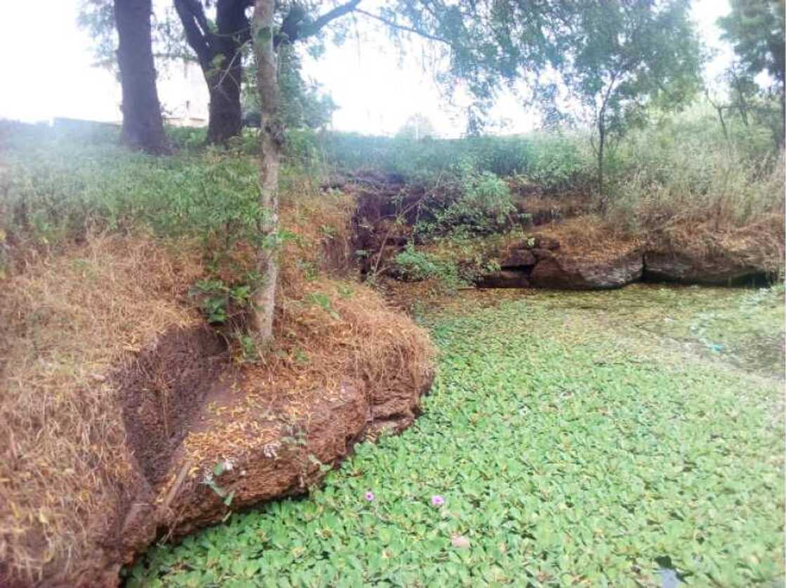 Yadda kadojin Ukari ma su tarihi ke zaman lafiya da jama'a Yadda kadojin Ukari ma su tarihi ke zaman lafiya da jama'a