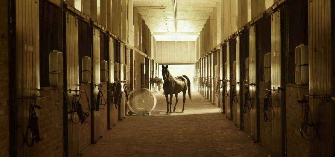 A stable A stable