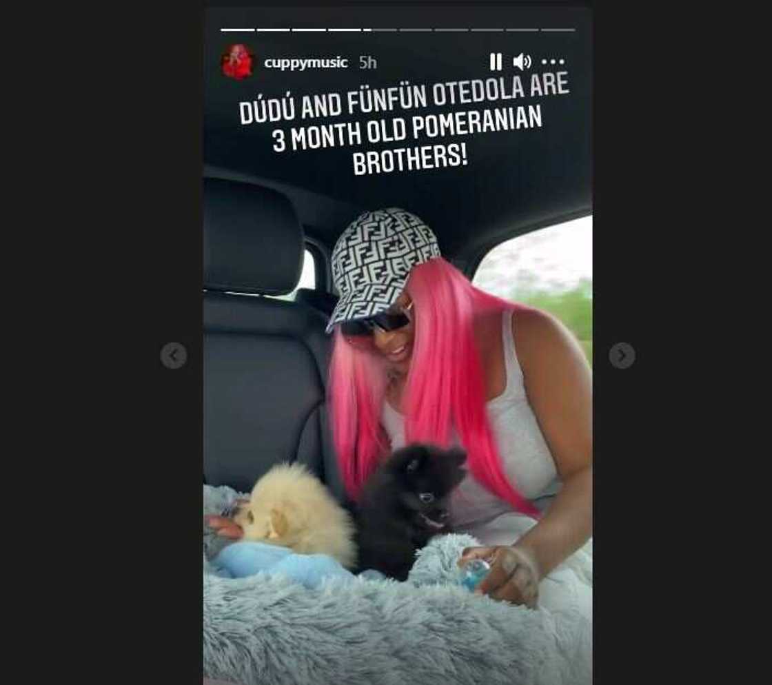 Dye Them Pink: Reactions as DJ Cuppy Shows Off Her New Dogs, Dudu and Funfun Otedola Dye Them Pink: Reactions as DJ Cuppy Shows Off Her New Dogs, Dudu and Funfun Otedola