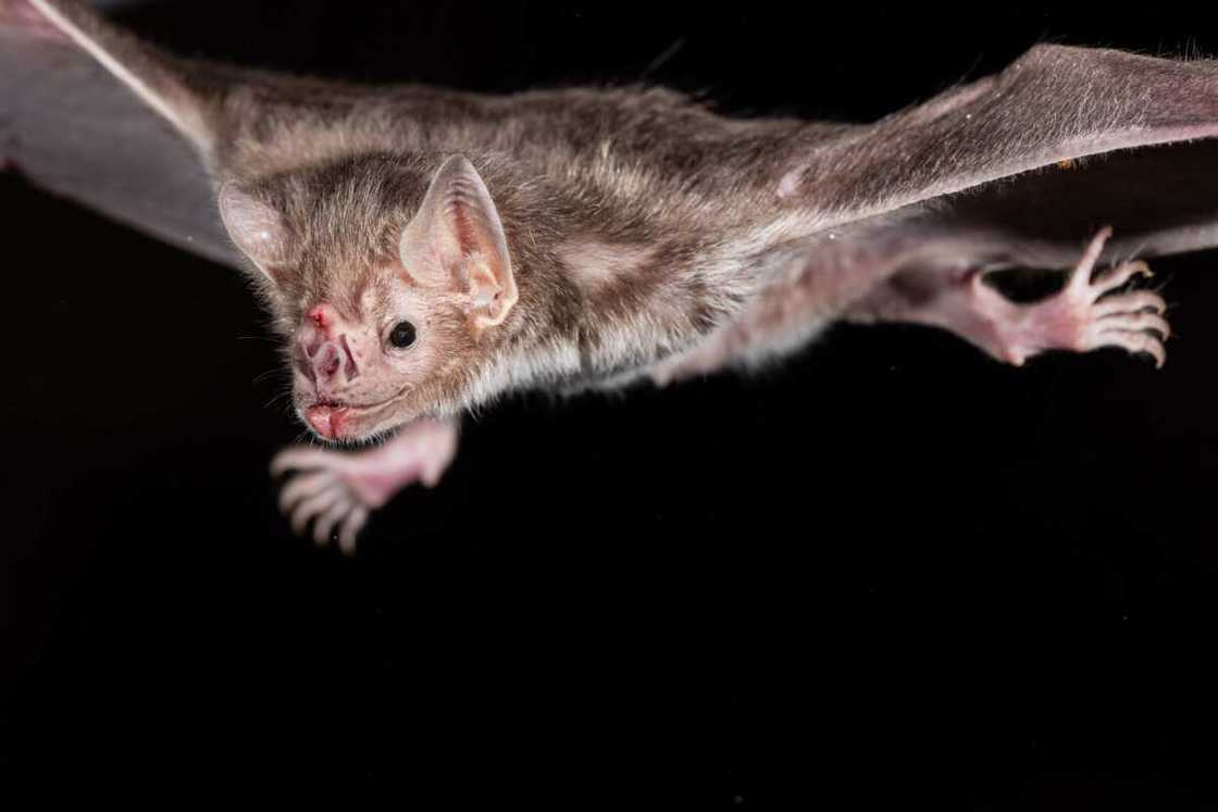 La chauve-souris vampire commun La chauve-souris vampire commun